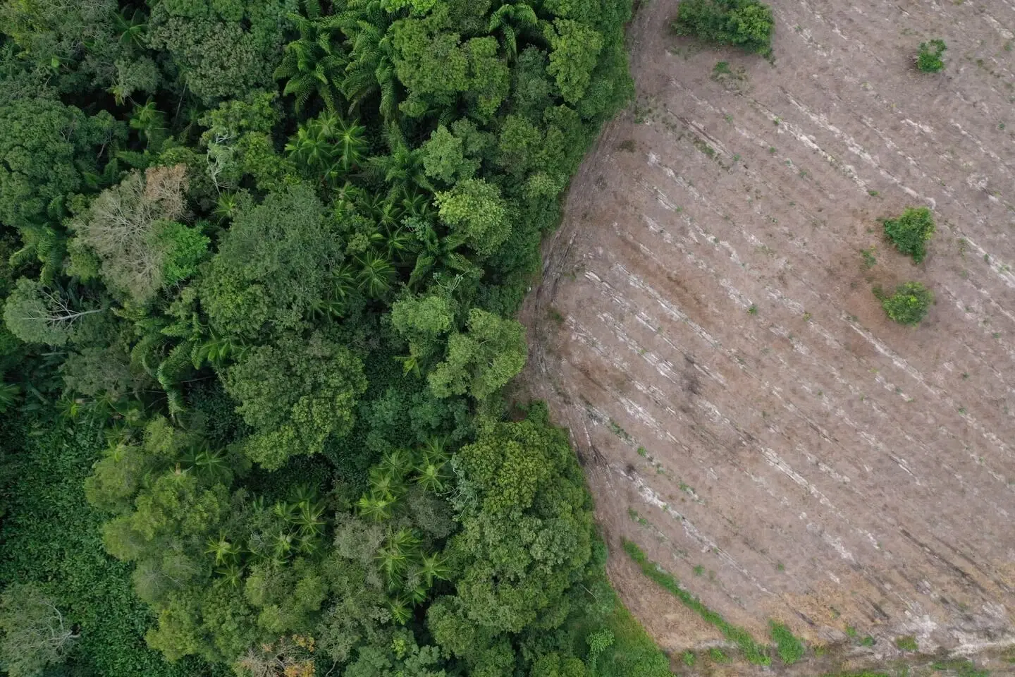 Vista aérea da fronteira entre floresta preservada e área desmatada