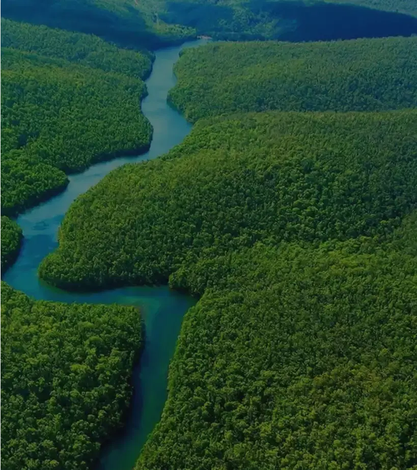 Vista aérea de floresta densa cortada por um rio