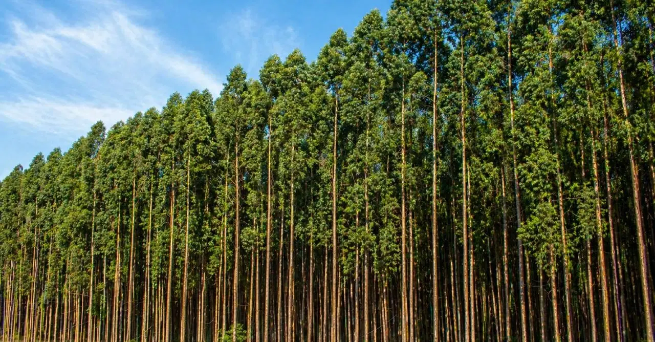 Vista aérea de floresta densa cortada por um rio